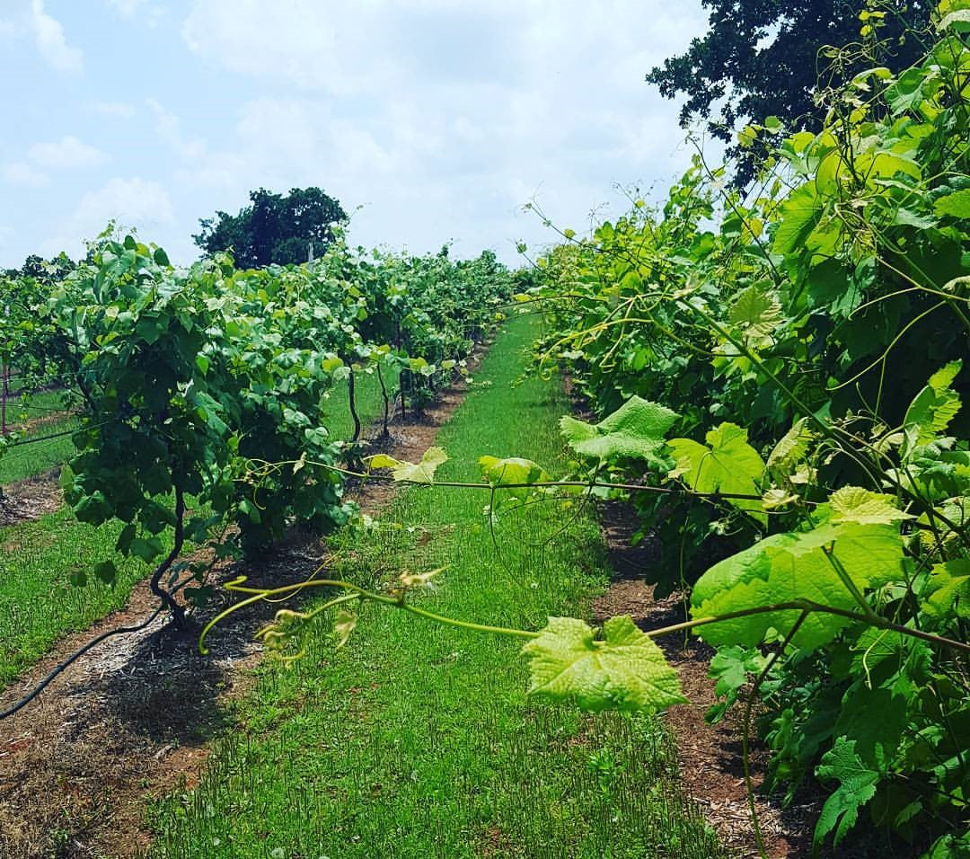 Wildhorse Canyon Farms Winery